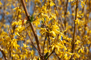 Spring yellow flowers are a bush with small green leaves. Bright Yellow Forsythia Flowers on Solid...