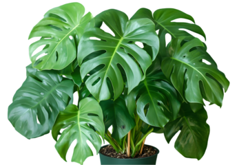 Lush, vibrant green foliage of a tropical plant in a pot, showcasing large, deeply lobed leaves