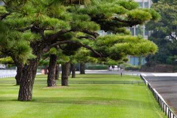 le Japon