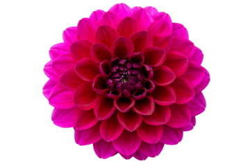 Dahlia, a dark pink flower with many petals, round in shape isolated on a transparent background