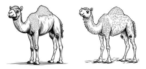 A cute camel cartoon is depicted in isolation on a white background