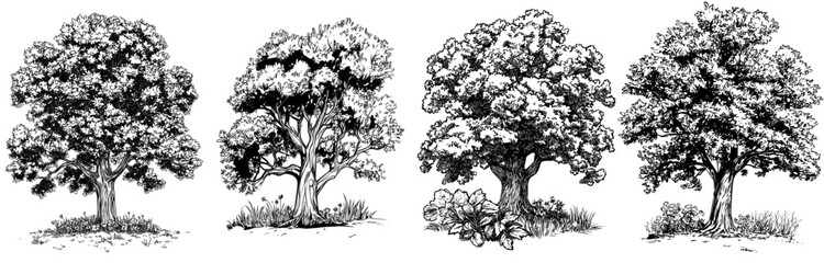 Fototapeta premium A contemporary drawing of a tree cartoon set against a white backdrop