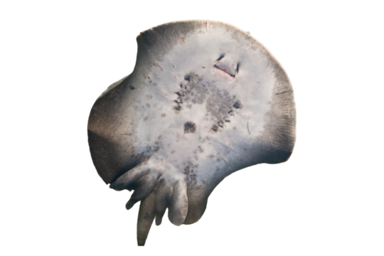 Underside View of a Stingray in Aquarium Lighting