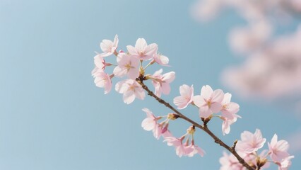 Beautiful Cherry Blossom Branch Under Clear Blue Sky
