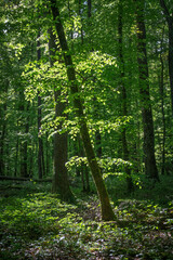 Fototapeta premium Une jolie forêt éclatante de vie au printemps, où les arbres verdoyants, les fleurs naissantes et la lumière douce créent une atmosphère paisible et fraîche.
