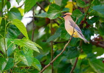 Cedar waxwing striking the classical pose in a mulberry tree