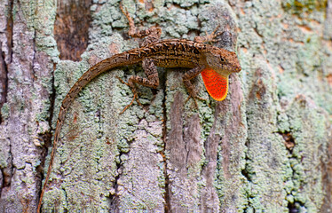 Brown anole, also known as Cuban brown anole, on a tree trunk fully displaying its dewlap