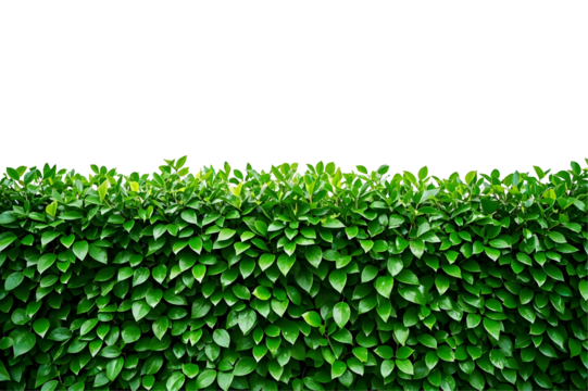 A dense bush wall made of overlapping glossy leaves, vibrant green and toy-like