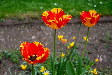 Rrimo piano di fiore. Natura colore su sfondo verde.