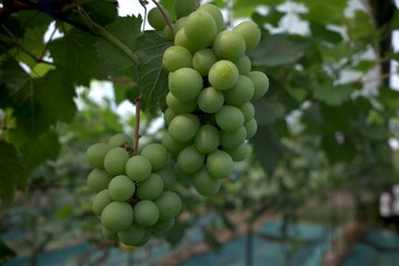 Close up of green grapes, Vitis vinifera, hanging on its tree branch