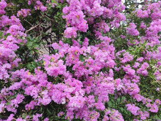pink flowers. spring pink flowers on city streets. pink natural background