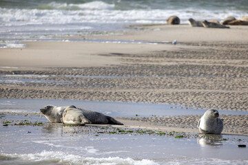 Eierland, De Cocksdorp, Texel, The Netherlands, Oktober 28th, 2024, A group of seals is basking in the warm sunlight on a sandy beach with gentle waves in the background