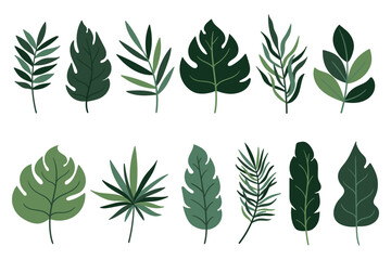 Tropical green leaves set isoalated on white background for poster, print, invitation, cover design. Ornamental exotic green leaves. Palm, banana, monstera, coconut leaves