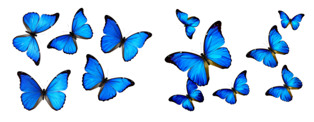 Blue butterflies flying in the air, against a pure white background