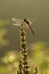 朝露に輝く赤とんぼ
