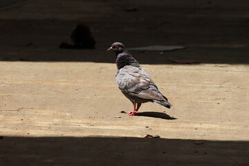 Grey pigeon - Rock Pigeon (Columba livia) under the bright sunlight. Note the purple and green iridescence seen near its neck.