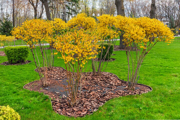 Bushes with yellow flowers in a garden or city park. Forsythia is a genus of flowering plants in...