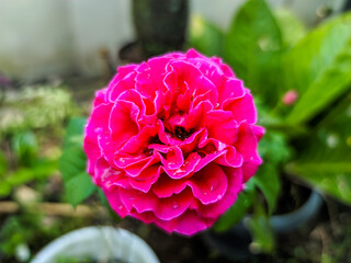 Close-up showcases a vibrant pink rose in full bloom. Its numerous petals are in sharp focus around a darker center, beautifully contrasting with the soft, blurred green and brown background.