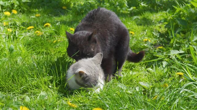 cats mating on the grass, cats making love on grass in spring, black cat on top of cat