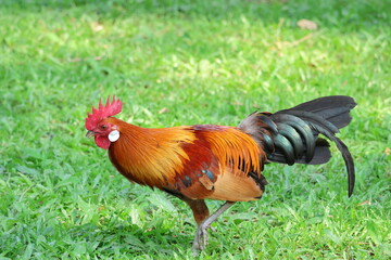 Male Chicken – Red Junglefowl (Gallus gallus) moving forward. Domesticated Chicken’s wild ancestor. Note the bright and colorful plumage which shows it is a male, as well as the beautiful feathers.
