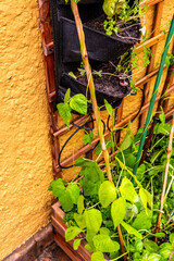 Phaseolus vulgaris pertenece a la familia Fabaceae.