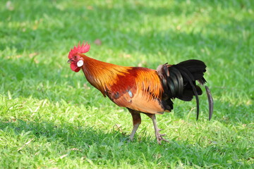 Fototapeta premium Male Chicken – Red Junglefowl (Gallus gallus) moving forward. Domesticated Chicken’s wild ancestor. Note the bright and colorful plumage which shows it is a male, as well as the beautiful feathers.