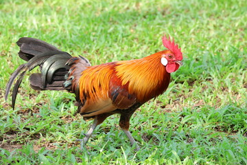 Male Chicken – Red Junglefowl (Gallus gallus) moving forward. Domesticated Chicken’s wild ancestor. Note the bright and colorful plumage which shows it is a male, as well as the beautiful feathers.