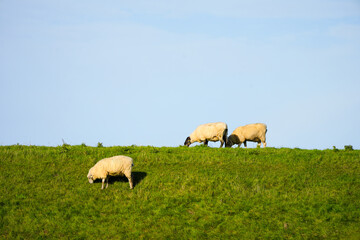 Sheep on a green dam. Dike on the North Sea. Dike sheep graze in a meadow with a blue sky in the...