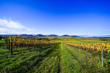 Fototapeta premium The most beautiful vineyard view of 2020 in the Palatinate. A landscape with vineyards near Ilbesheim. Nature along the Kleine Kalmit in the Palatinate Forest Biosphere Reserve near Landau. 
