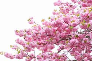 満開の八重桜（紅華）　白背景
