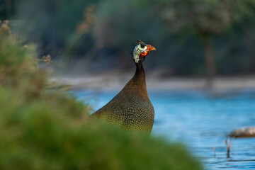 Helmeted guineafowl near lake in wild nature. Close-up of exotic bird in green and blue environment. Wildlife and birdwatching scene. Al Qudra Lakes, Dubai, UAE