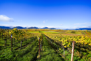 Fototapeta premium The most beautiful vineyard view of 2020 in the Palatinate. A landscape with vineyards near Ilbesheim. Nature along the Kleine Kalmit in the Palatinate Forest Biosphere Reserve near Landau. 