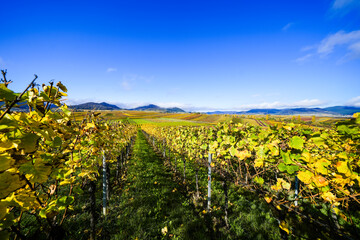 The most beautiful vineyard view of 2020 in the Palatinate. A landscape with vineyards near Ilbesheim. Nature along the Kleine Kalmit in the Palatinate Forest Biosphere Reserve near Landau.
