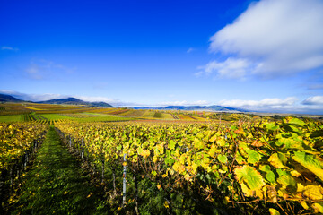 The most beautiful vineyard view of 2020 in the Palatinate. A landscape with vineyards near Ilbesheim. Nature along the Kleine Kalmit in the Palatinate Forest Biosphere Reserve near Landau.
