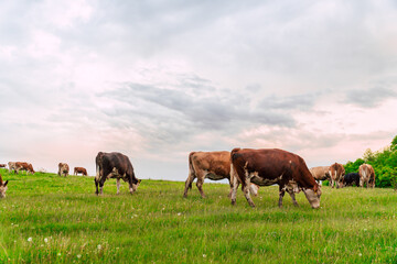 Naklejka premium Herd of Cows grazing in sunset