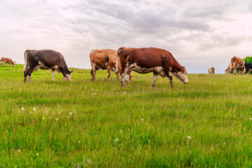 Fototapeta premium Herd of Cows grazing in sunset