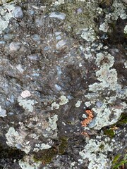 Textured Dark Conglomerate Rock Surface with Light Green Lichens and Moss Patches