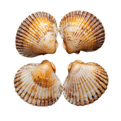 Four beautifully patterned seashells arranged symmetrically. isolated on white background and transparent background