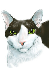 portrait of a cat
