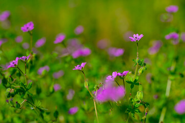 A cluster of the tiny wildflower dove's-foot crane's-bill seen up close from a bug's eye view, showing this flower's brilliant pinkish lavender color