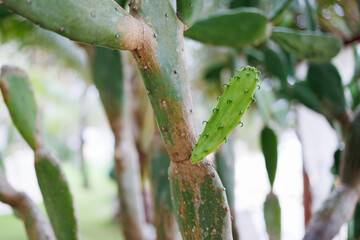 Cactus plant showcasing new growth in a tropical garden setting under natural light