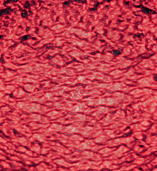 Red abstract organic flesh background showing cells multiplying and growing