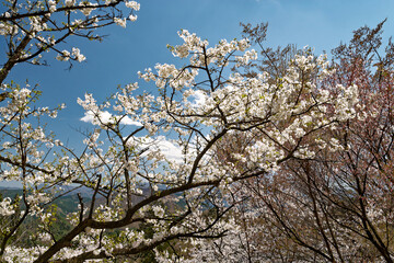 青空に輝く満開の山桜