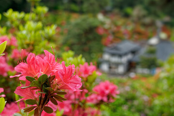 塩船観音を彩るツツジの花