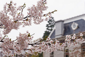 洋館に咲く満開の桜