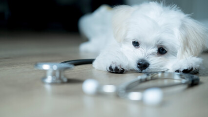 A white puppy lies down with a stethoscope, evoking a gentle reminder of the need for responsible pet healthcare and regular checkups.