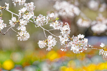 カラフルなチューリップを背景に咲く桜