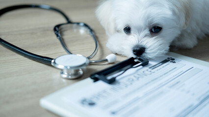 Cute Maltese puppy lies beside a stethoscope and a pet insurance form on a wooden floor, representing health care planning for beloved pets.