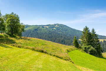 Fototapeta premium mountainous carpathian countryside scenery in summer. spruce tree on the grassy alpine hill. vacations in highlands of ukraine. valley of podobovets village