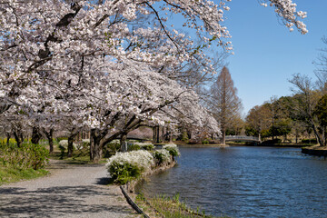 公園の満開の桜